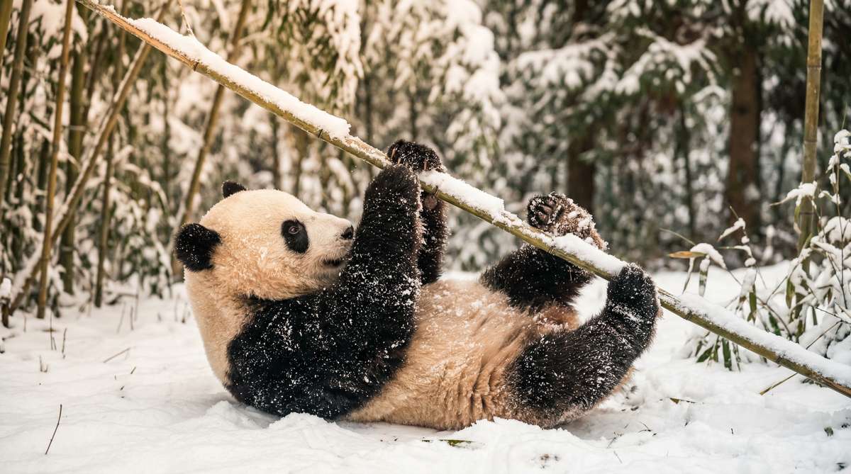 芒果视频今日推荐熊猫视频