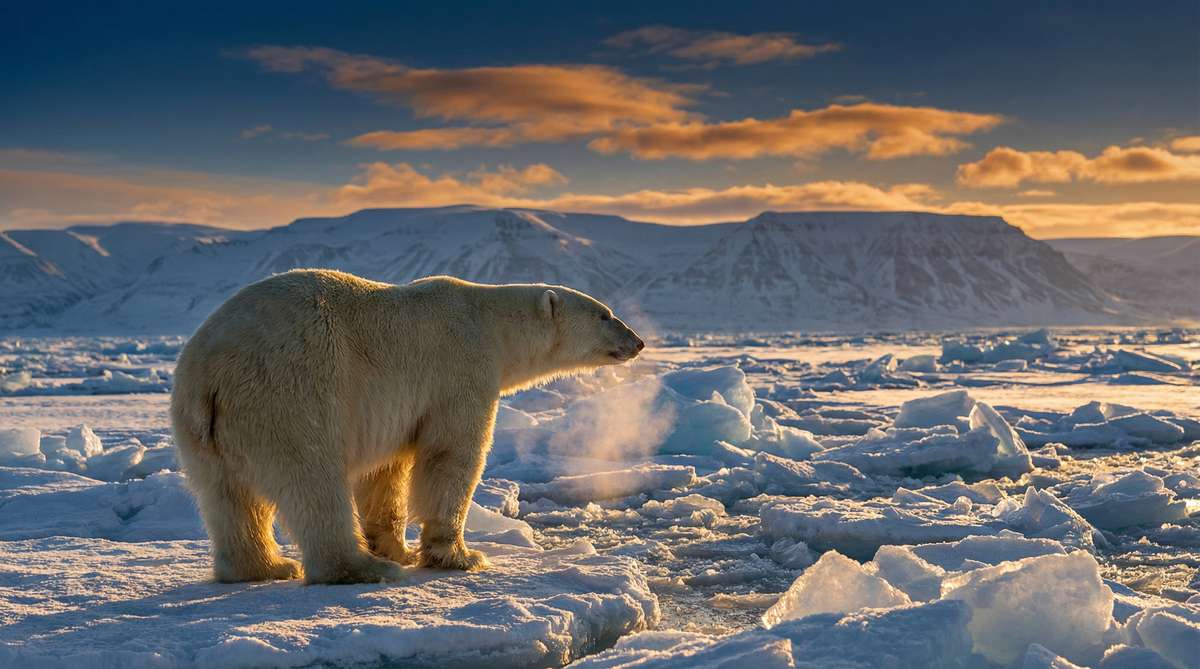芒果视频今日推荐北极熊视频